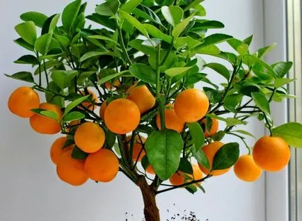Hogyan növekszik egy narancs egy kő ültetés és gondozás