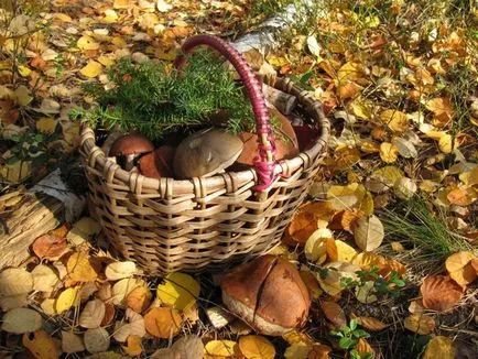 Hogyan növekszik nyárfa az ő dacha hasznos tulajdonságai