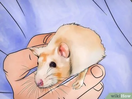 Hogyan lehet megjeleníteni egy dekoratív patkány bolhák