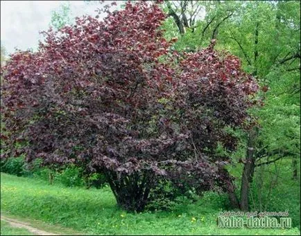 Cum să crească alune în țară - dând propriile lor mâini construi, plante, decora, de masterat în țară pentru ei