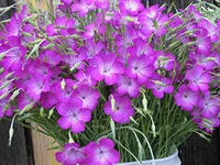 Caracteristici Calibrachoa de cultivare și reproducere, Florărie Consulting