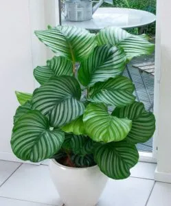 Calathea грижи у дома, с разнообразие от снимки, прехвърляне и размножаване