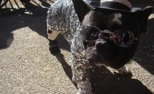 Cane corso candid comentarii proprietarii rasei, „da laba“