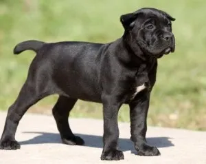 Cane corso cum să se uite, wow miau