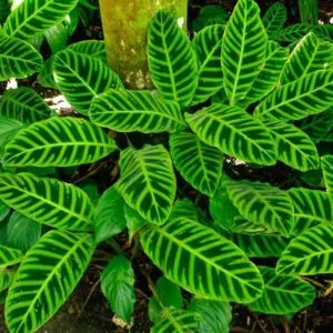 Calathea грижи у дома, с разнообразие от снимки, прехвърляне и размножаване