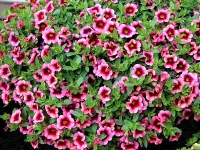 Calibrachoa cultivare și întreținere a culturilor de îngrășăminte și de reproducție