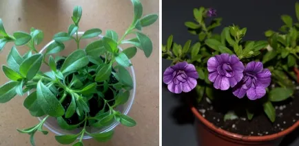 Caracteristici Calibrachoa de cultivare și reproducere, Florărie Consulting