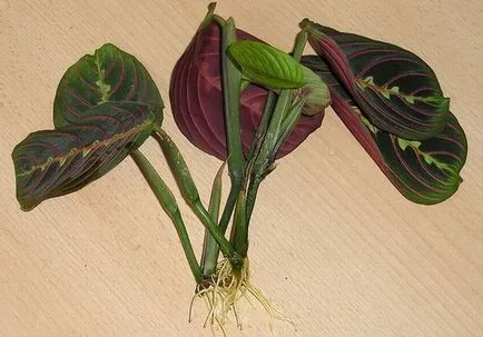 Calathea грижи у дома, с разнообразие от снимки, прехвърляне и размножаване