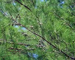 Casuarina (Casuarina) Casuarina fa, fa Casuarina