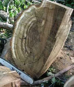 Cap на дървото - възпалено един тон!