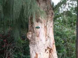 Casuarina (Casuarina), Casuarina дърво, дърво Casuarina