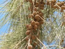 Casuarina (Casuarina), Casuarina дърво, дърво Casuarina