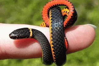 Miért álom egy kis kígyó 1
