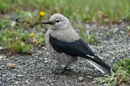 taiga pasăre spărgător de nuci