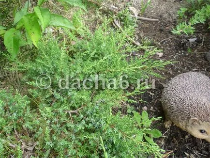 Казашки хвойна засаждане и грижи в открито поле