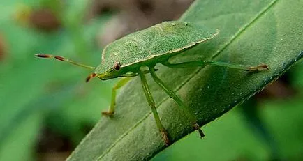 Bedbug görény - hogy néz ki és hogyan lehet megszabadulni