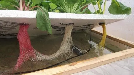 Szamóca hidroponikusan jellemző termesztés- és annak jellemzői