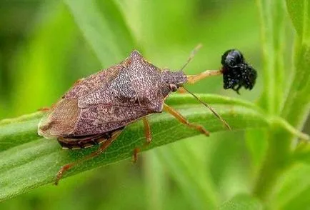 Bug arata ca un sconcs, fotografie, metode de luptă