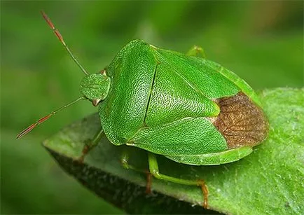 Bug arata ca un sconcs, fotografie, metode de luptă