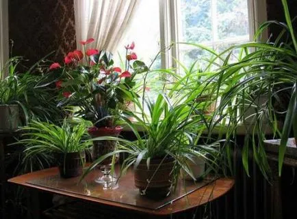 Кислород за стайни растения необходимо условие за живота
