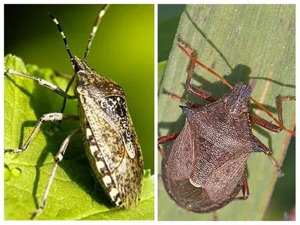 Bedbug görény - fotó, leírás, mint enni, hogyan lehet megszabadulni