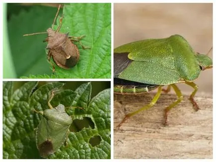 Bedbug görény - fotó, leírás, mint enni, hogyan lehet megszabadulni