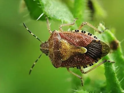 Bedbug görény - hogy néz ki és hogyan lehet megszabadulni