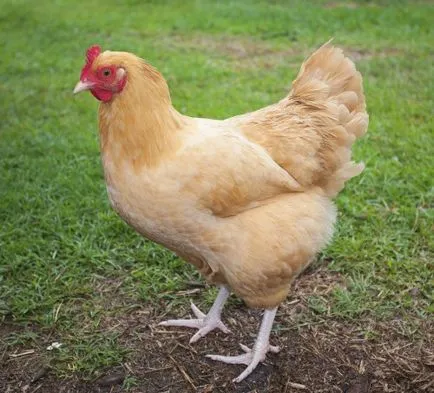 Atkák csirkét toll a láb és hogyan lehet megszabadulni