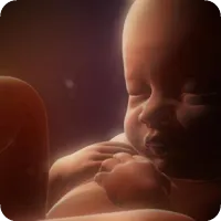 Когато чува едно дете в утробата, бебето в утробата