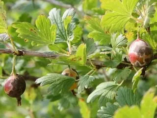 Amikor permetezni réz-szulfát ribiszke