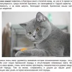 Pisicile din rasa fotografie Chinchilla, pret, cu par scurt, caracter, în cazul în care pentru a cumpăra, o încrucișare între un persan,