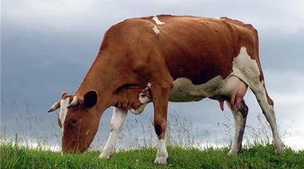 Хранене крави - науката за храненето