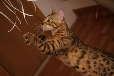 Cat Usher - karakter, szokásait, jellemző a fajtára