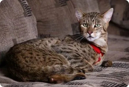 история и снимки на Ъшър порода котки Cat Ъшър