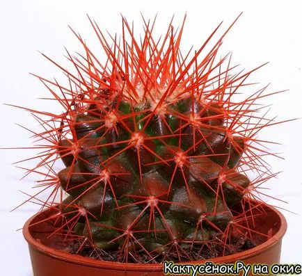 Red pictat cactus