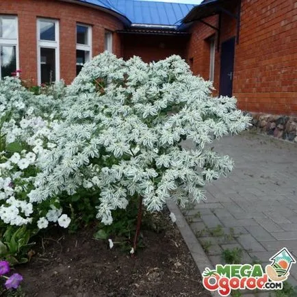 Frumusețe „munte de zăpadă“, sau cum să crească Euphorbia cu franjuri