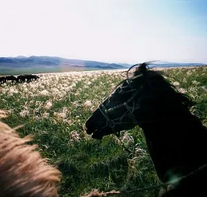 Кой плете като кора оцелява древния занаят - National Geographic България