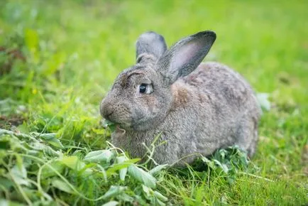 Зайци размножават гиганти, съдържание, описание, снимка
