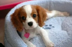 kutyafajta leírása Cavalier King Charles spániel vélemények és fotók