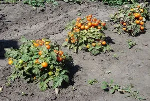 Описание на ранно узряване домати сортове експлозия