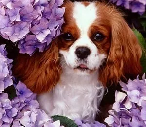 kutyafajta leírása Cavalier King Charles spániel vélemények és fotók