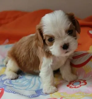 kutyafajta leírása Cavalier King Charles spániel vélemények és fotók