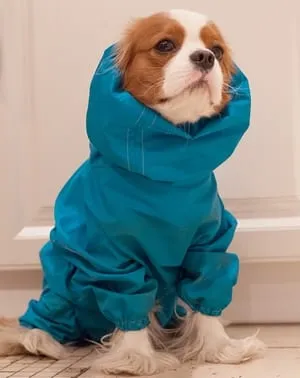 kutyafajta leírása Cavalier King Charles spániel vélemények és fotók