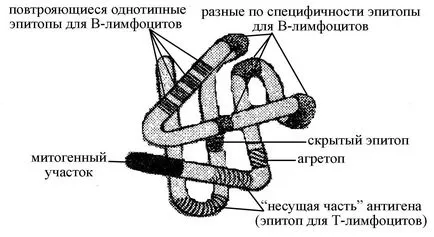 Основи на Molecular Immunology