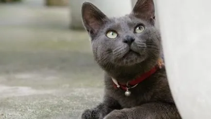 Nyakörv macskáknak hanggal, technikai segítséget a problémák megoldásában
