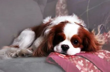 kutyafajta leírása Cavalier King Charles spániel vélemények és fotók