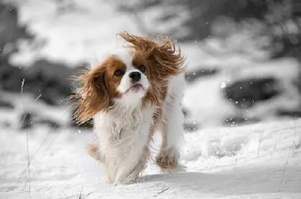 kutyafajta leírása Cavalier King Charles spániel vélemények és fotók