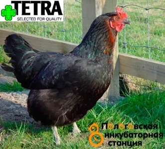 Пилета Супер Harco (супер Harco) - описание порода