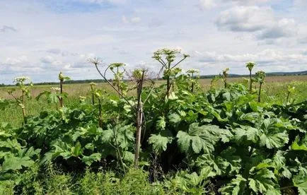 Kurai (plantă) descrierea, utilizarea