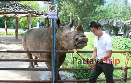 Khao kheo - Zoo в Патая снимка, как да се получи